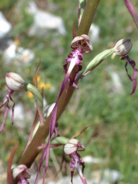 Oprfys fuciflora, O. promontorii